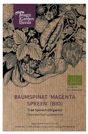 Baumspinat 'Magenta Spreen' (Chenopodium giganteum) Bio