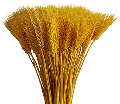 100 Stück Getrocknete Weizen Natürliche Trocken Weizen Deko Weizenblumen Getrocknetes Weizengras, Künstliche Weizen, Getrocknete Blumen Für Kamin Zuhause Küche Tisch Gold