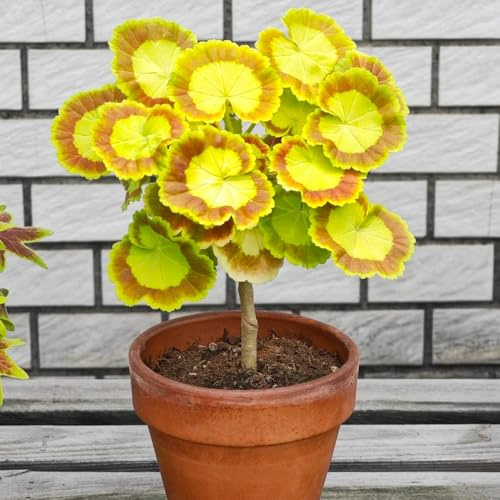 geranio semi di autunnale, giardino semi di estivi ufficio selvatici balcone 50pcs
