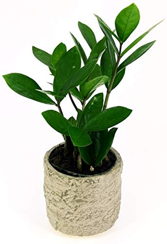 POWERS TO FLOWERS - ZAMIOCULCAS XS IN VASO PIETRA, pianta vera