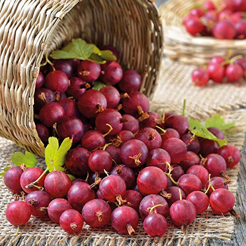 Potted Hardy Garden Plant Gooseberry, High Yielding, Tasty Edible Fruit in Summer, Kitchen Gardens & Allotments, 1 x Gooseberry Captivator Bare Root Pot by Thompson & Morgan