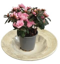 DECOALIVE Azalea con Flores Rosa – Planta Natural para Jardín y Terraza