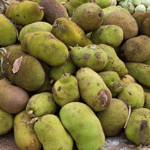 semi di jackfruit, Gli da frutto nani sono resistenti di jackfruit, Artocarpus heterophyllus, da balcone resistenti colonnare 25pcs