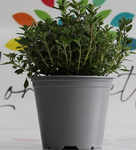 Pianta di maggiorana in confezione da 2 piante