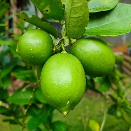 PIANTA DI LIME in vaso 24 - età 3/4 anni