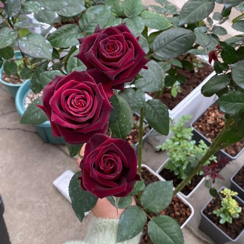 rosal semillas de silvestres de sombra rosales trepadores colgantes, decoración vallas, enredaderas Decoración orgánica balcón interior raras 40semillas