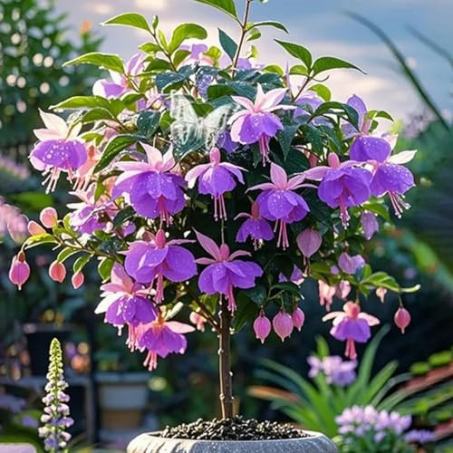 Bulbi di rosa del deserto Paffuti e Ideali per Balconi, Terrazzi e Giardini-4 bulbi-J