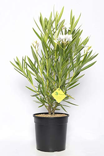 Plantì NERIUM OLEANDER, Oleander Echte Outdoor-Pflanzen zur Dekoration städtischer Umgebungen, Immergrüne Heckenpflanzen mit glänzenden und ledrigen Blättern Topfdurchmesser 19 cm (Weiß)