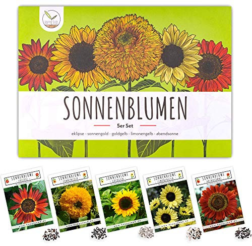 Farbenfrohe Sonnenblumen Samen mit hoher Keimrate - Blumensamen für einen bunten & bienenfreundlichen Garten (5er Set, je 20 Korn)