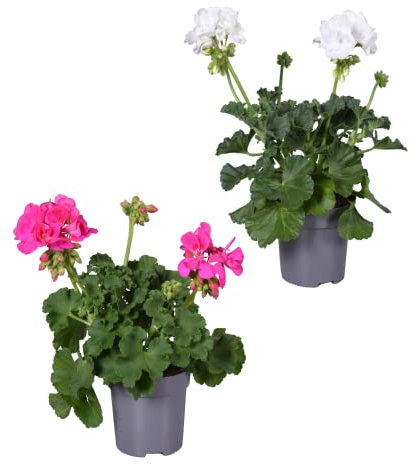 DECOALIVE Set de 2 Plantas de Geranios Naturales con Flores de Colores