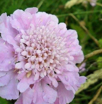 25+ diamanti rosa Nadelkissen semi di Fiore/Scabiosa/perenne