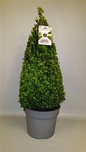 Buchsbaum im Topf 80-90 cm – Buxus Kegel/Pyramide – Immergrüne Pflanze für Garten, Terrasse & Balkon – pflegeleicht, winterhart, formschön