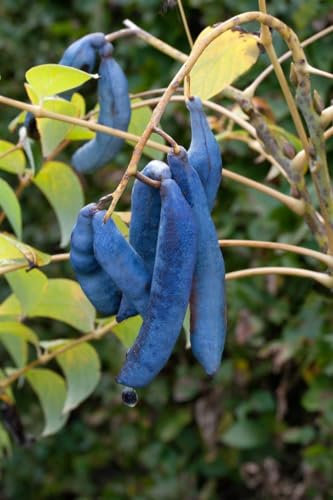 Decaisnea fargesii 150-200 cm - Blaugurkenbaum, auffällige blaue Früchte, Blütezeit Mai-Juni, ideal für exotische Gärten, winterhart und pflegeleicht