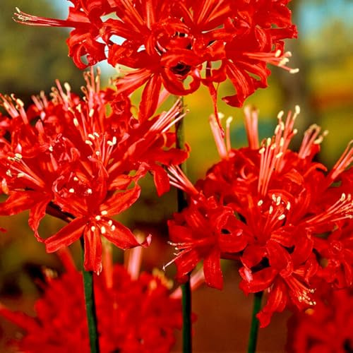 Bulbi Di Lycoris Lycoris è Autosufficiente, Lycoris Radiata, Resistente Alla Siccità, Ma Si Consiglia Di Utilizzare Più Lycoris Per Un Raccolto Migliore Resistente Al Freddo,-2bulbi