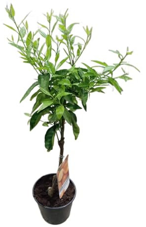 Árbol de Mandarina de 1m Cultivo de Cítricos en Casa con Maceta de 17cm