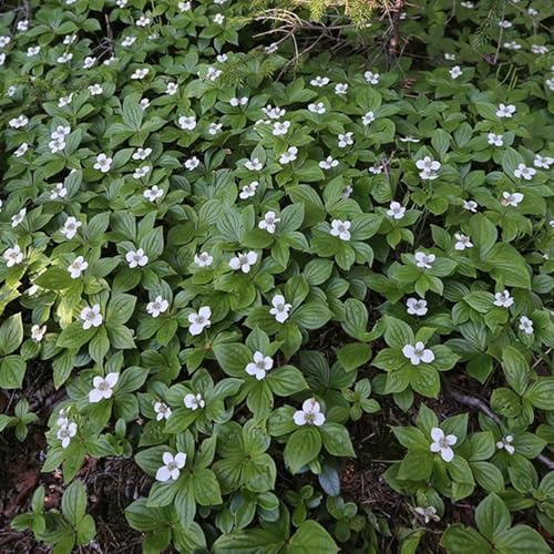 semi resistenti di corniolo tappeto - perenni copertura del terreno esterno balcone esotiche decorazioni 100pcs