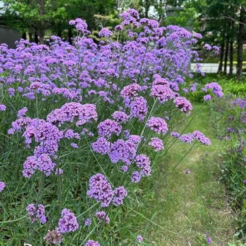 Semi di Verbena officinalis, semi di verbena, da balcone amici e perenni giardino regali per gli amanti del 800pcs