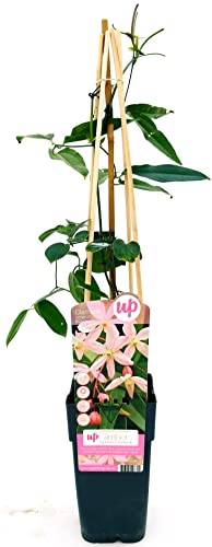 POWERS TO FLOWERS - CLEMATIS ARMANDII ROSA, APPLE BLOSSOM pianta vera