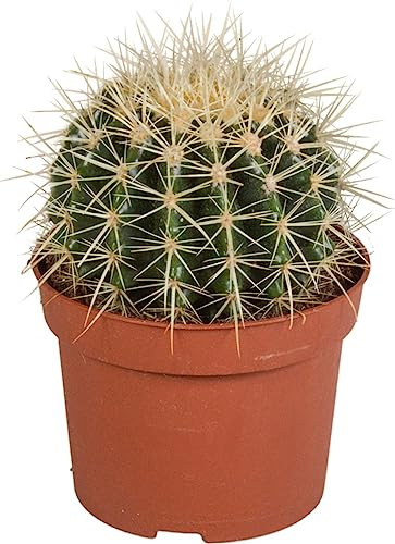 Cactus Grusonii una Planta Natural Resistente y de Bajo Mantenimiento
