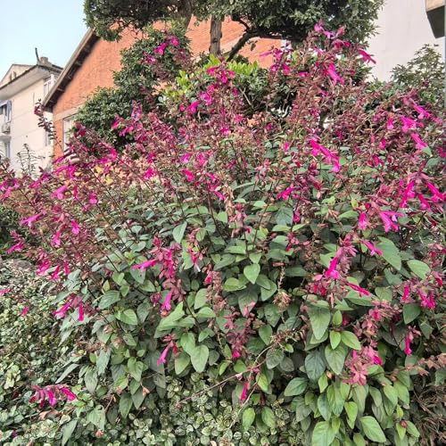 Semillas de salvia de fuego, raras Salvia esplendorosa, orgánicas de jardín de balcón, semillas ecológicas para exterior 200pcs
