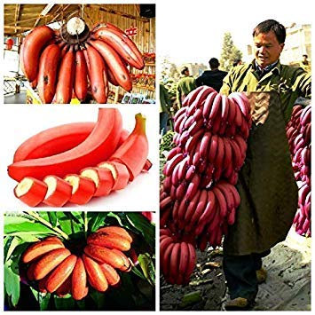 Potseed Germination Seeds: Light Grey: 50 Pcs Rare Rainbow Banana Seeds Perennial Plants