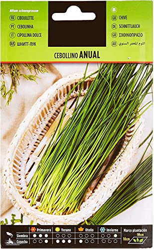 Semillas de Cebollino para Huerto Urbano Semillas Fáciles de Germinar