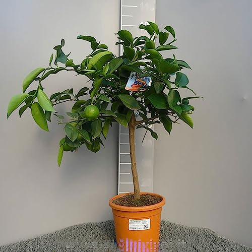 SAVINI VIVAI Plant d'agrume Tilleul rouge en pot de 20 cm hauteur 70 cm 2-3 ans de greffage,