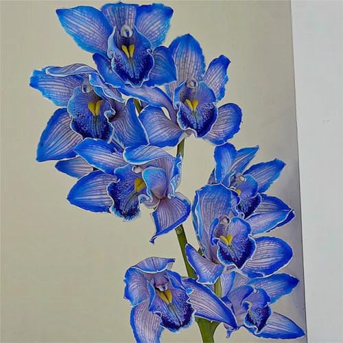 Cymbidium Facile Da Mantenere rari Crescita Rapida Bellissimo Giardino-15tuberi-N