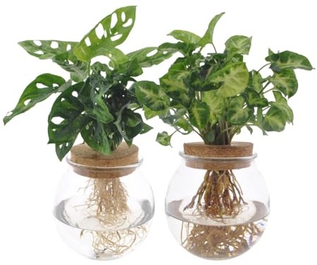 Juego de plantas hidroponía – Bolglas Duo con Monstera Adansonii y Syngonium Green – Ø 12 cm – 12 – 30 cm – 2 plantas acuáticas en tarro – Verde decorativo para el hogar y la oficina