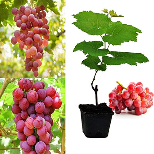 Grape Plant 'Suffolk Red' Vitis Plants in a 9cm Pot