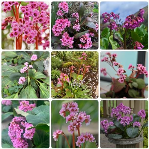 Semillas de otoño de Bergenia, Las de jardín de rocas son resistentes. Bergenia cordifolia - perenne resistente 80pcs