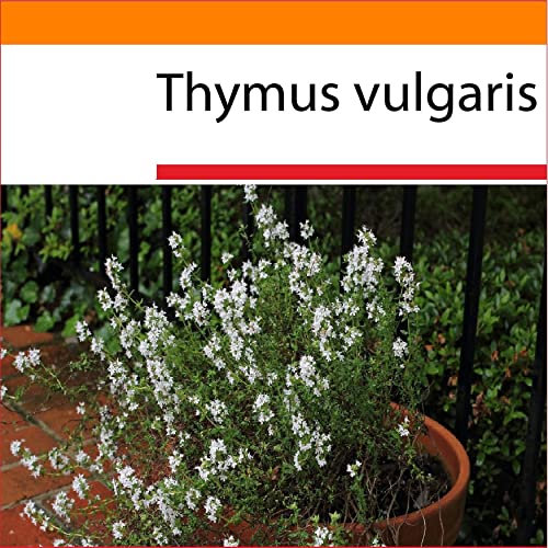 Semillas de Tomillo para Cultivar Hierbas Provenzales Comestibles