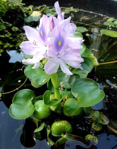 Water Hyacinth - Easy Floating Plant for Your Aquarium or Pond (5 Plants)