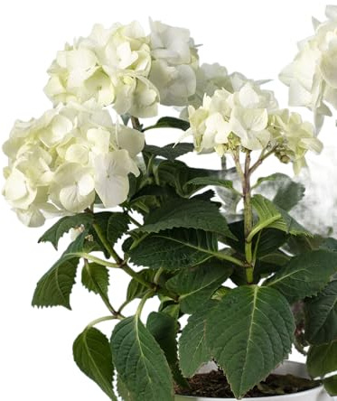 Hortensia Blanca en Maceta Planta Natural Perfecta para Decoración de Exteriores