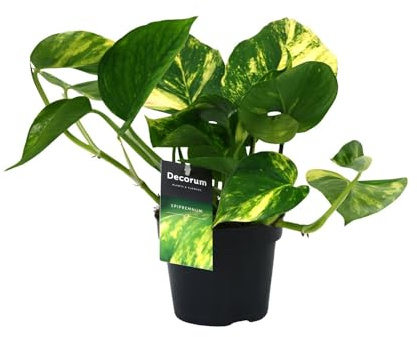 Scindapsus (Epipremnum) Aureum - 25cm - Ø12cm - Zimmerpflanze - Immergrün