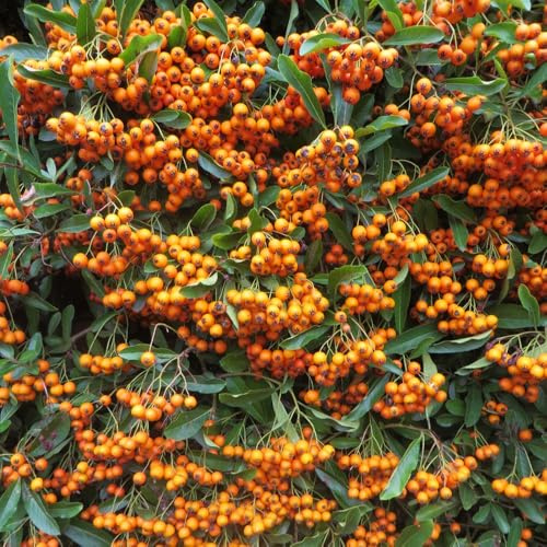 Pyracantha 'Firelight' – Firethorn Hardy Evergreen Shrub – Orange Autumn Berries – White Summer Flowers – Mounding Shrub, Hedge or Wall Plant – 3 x 9cm Pots by Thompson and Morgan