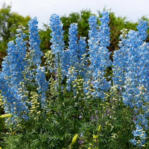 Bloomique - Set de 3 - Delphinium ‘Magic Fountains Sky Blue’ - Espuela de caballero - Resistente al frío - Altura 10-20 cm - Maceta 9x9 cm