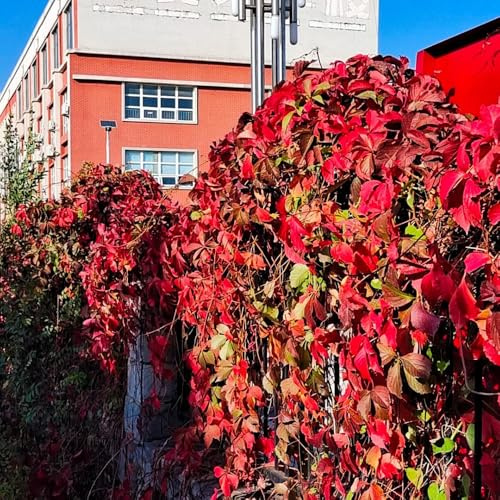 wilder wein, jungfernrebe - exotische winterharte garten Parthenocissus Quinquefolia kletterpflanze deko wohnzimmer rankpflanzen zimmerbonsai schnellwachsende kletterpflanzen seltene 600samen