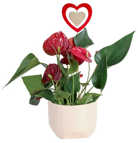 Costa Farms Anthurium, Flamingo Flower Live Plant in Decorative Pot, Air Purifying Flowering Indoor Houseplant, Home, Room, or Office Decor, House Warming or Birthday Gift, 10-14 Inches Tall