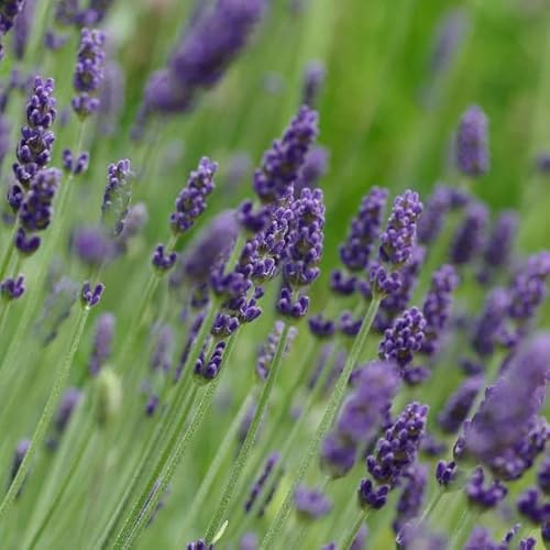 6x Lavendel 'Hidcote' - Lavandula 'Hidcote' - Topf 9x9cm - Gartenlavendel