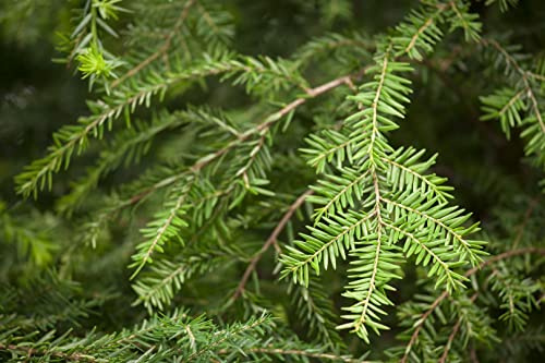 Kanadische Hemlocktanne Tsuga canadensis 40-60 cm immergrün winterhart | Sichtschutz, schnittvertraeglich, halbschattig, ideal fuer Formhecken, robuste Gartenpflanze, dichter Wuchs