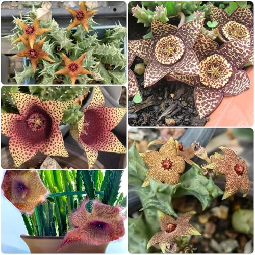 semillas de Stapelia, en para exterior Orbea pulchella, semillas de interior semillas de suculentas de balcón 60pcs