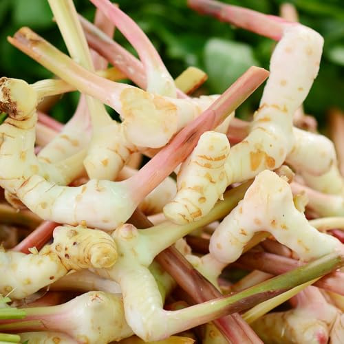 galgant gewächshaus balkon küchenkräuter galgantsamen gartenkräuter wintergemüse nachhaltige geschenke exotische hochbeet balkonpflanzen kräutersamen winterharte kübelpflanzen bio 130samen
