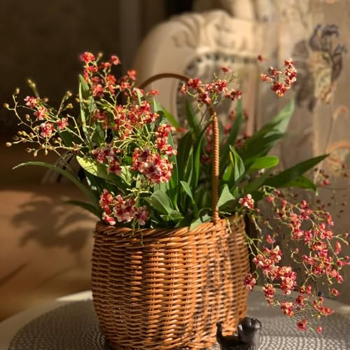 Semi di orchidea Oncidium, Oncidium hybridum, decorazione del soggiorno regali per gli amanti del giardino autunnali resistenti vecchie varietà 500pcs