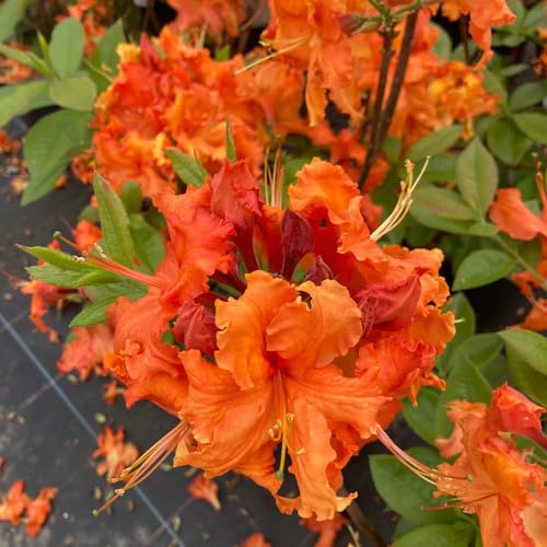 Semi di rododendro, decorazione del soggiorno, azalea resistenti, esotici, varietà 40pcs