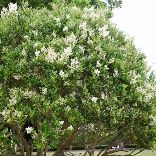 ligustro, semi di ligustro arbusti a crescita semi di tappezzanti verdi, da appartamento da giardino resistenti ufficio sempreverdi giardino arbusti 60semi