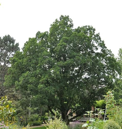 Wintergrüne Eiche 40-60cm - Quercus turneri - lebende Gartenpflanze aus den Baumschulen