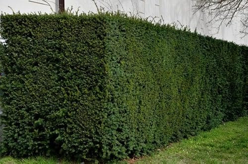 15 Taxus baccata 120-140cm ohne Ballen gemessen– Eibe Ballenware | Immergrüne Heckenpflanze, schnittverträglich & winterhart | Pflegeleicht & langlebig | Eibe | Heckenpflanzen | für ca. 4 m Hecke