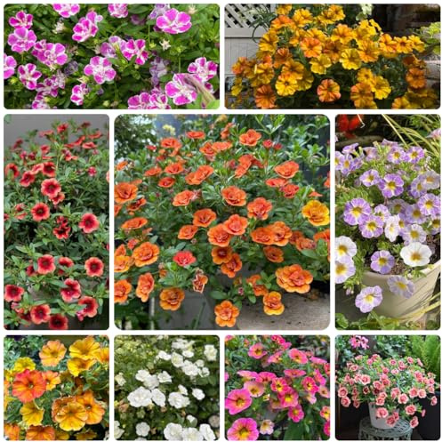 Comprar semillas de lirio de los valles resistentes en macetas al aire libre Calibrachoa elegans pradera decorativas perenne Decoración orgánica para balcones 200pcs