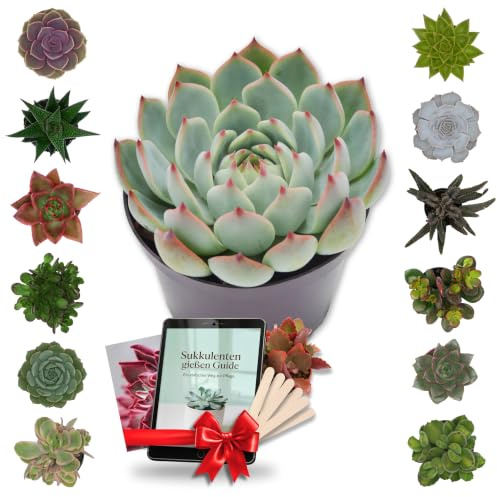 Sukkulenten Mix 12 Stück inkl. Überraschungspflanze & eBook - PASIORA | Sukkulenten Komplettpaket: 13 Zimmerpflanzen, Holzschilder zum Beschriften, Pflegeguide & Postkarte